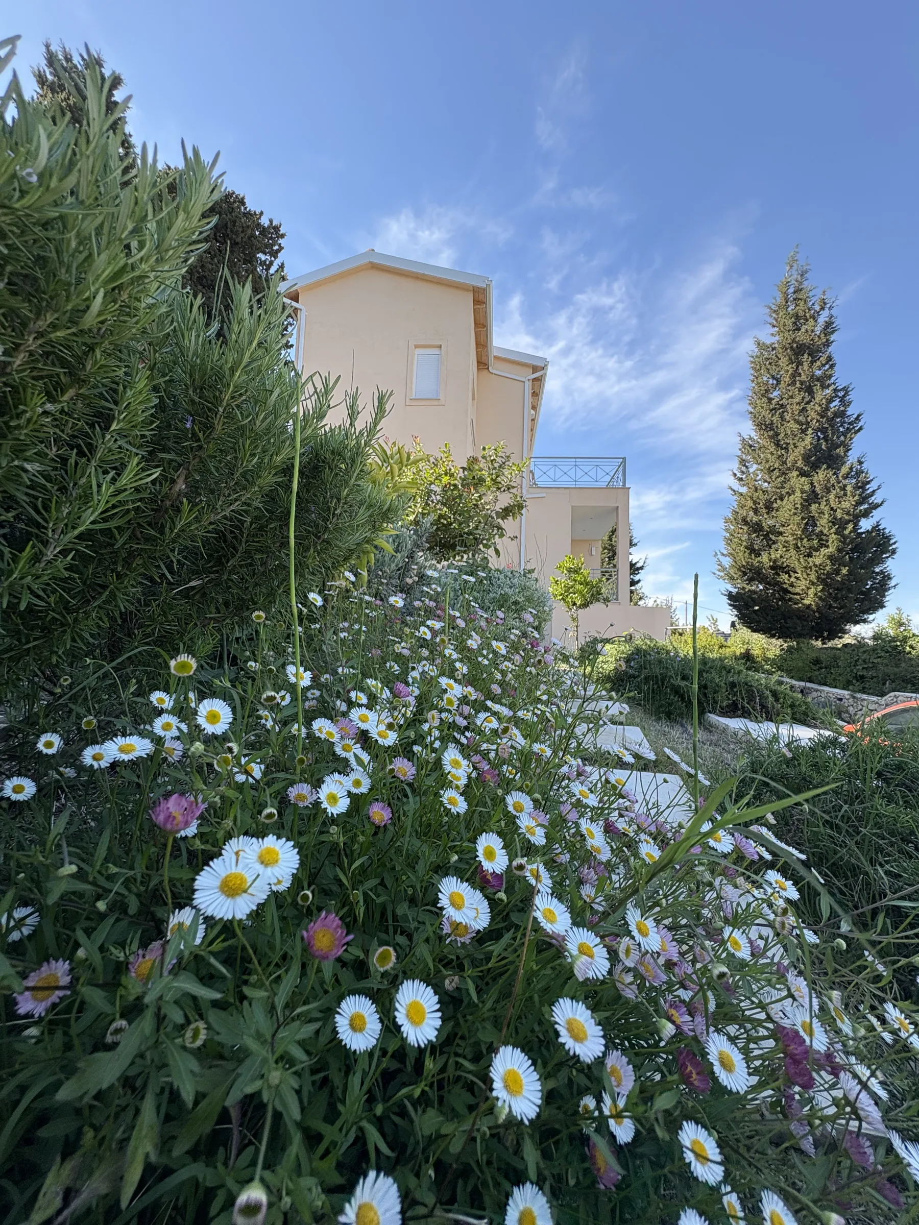 Daisies and garden planting in front of the villa exterior