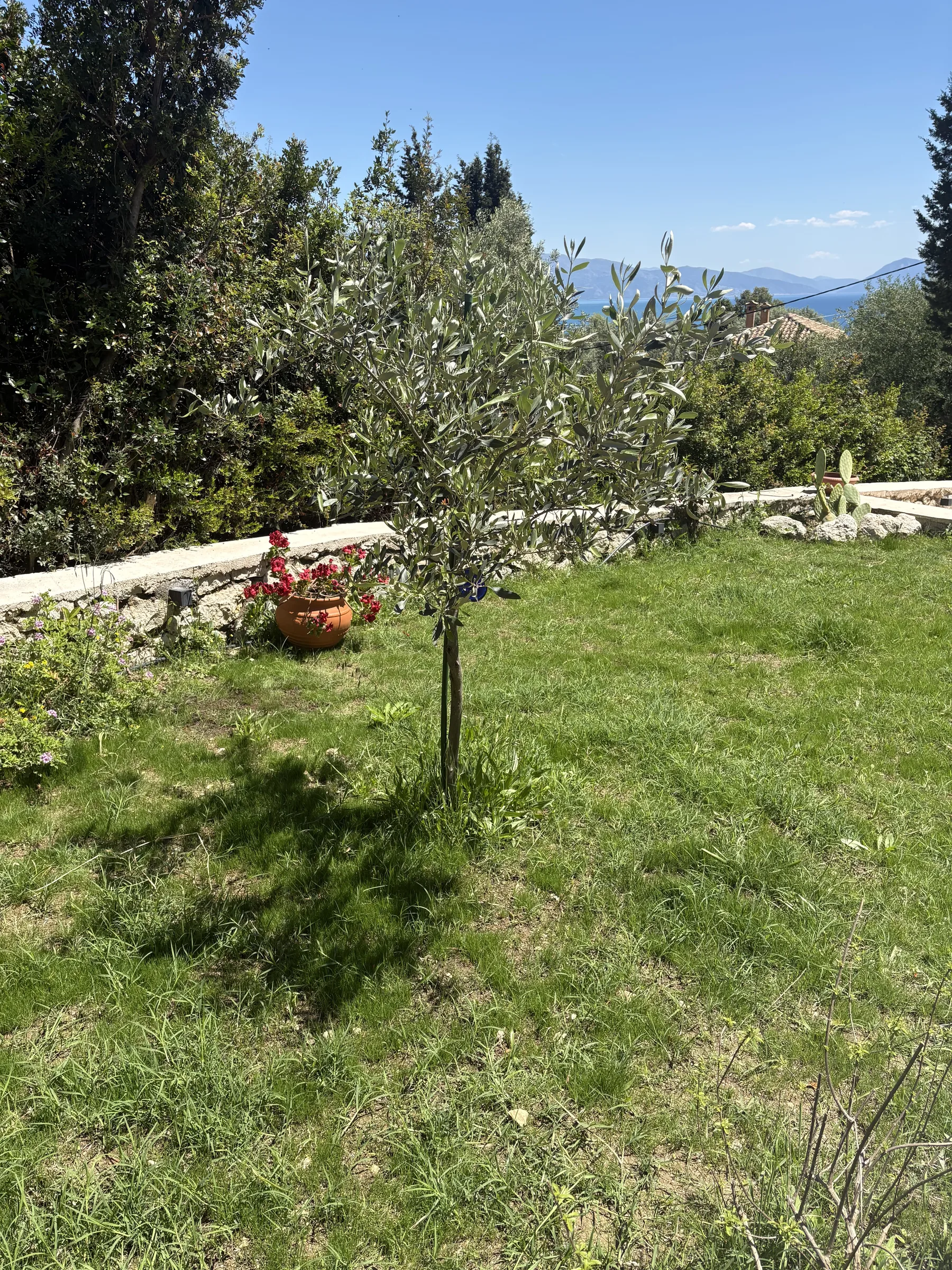 Garden lawn with olive trees and sea view beyond