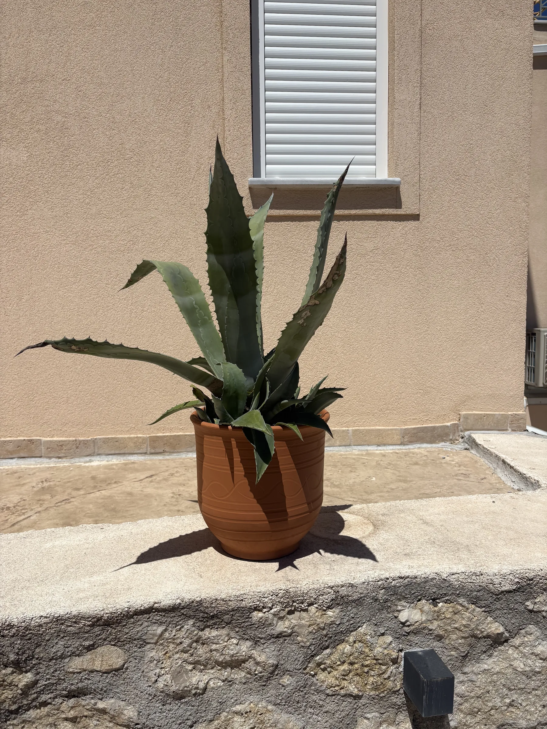 Potted agave against the villa exterior wall