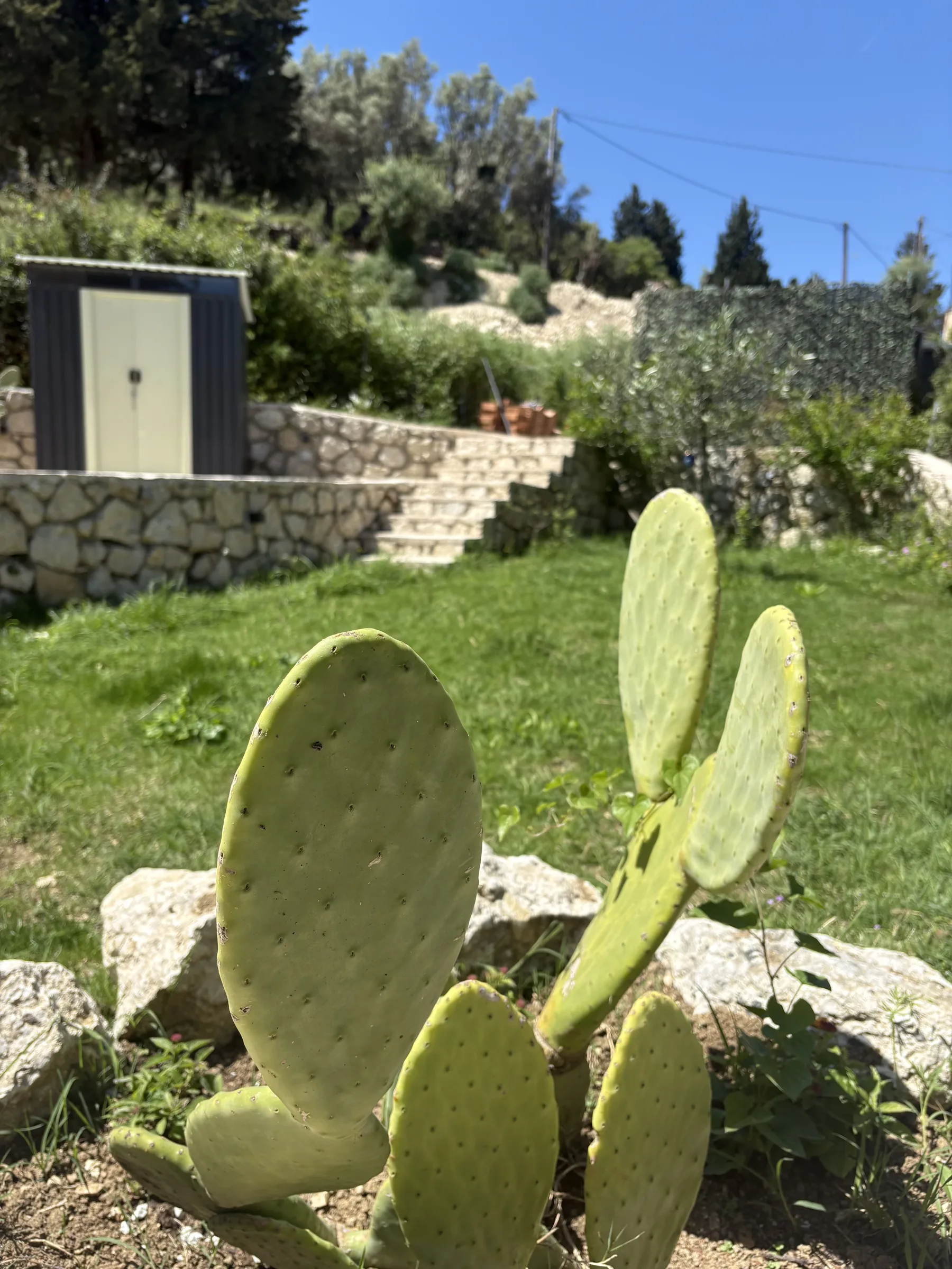Prickly pear cactus in the garden with hillside planting behind